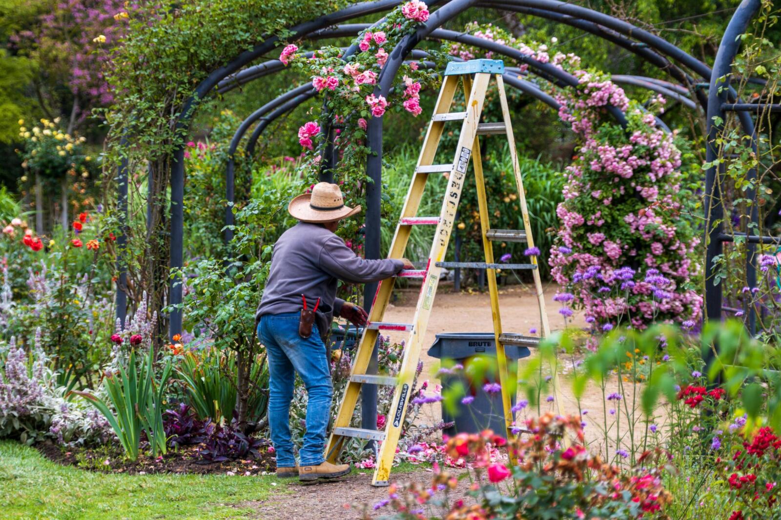 A gardener tends to colorful flowers on a ladder in a lush, vibrant garden.