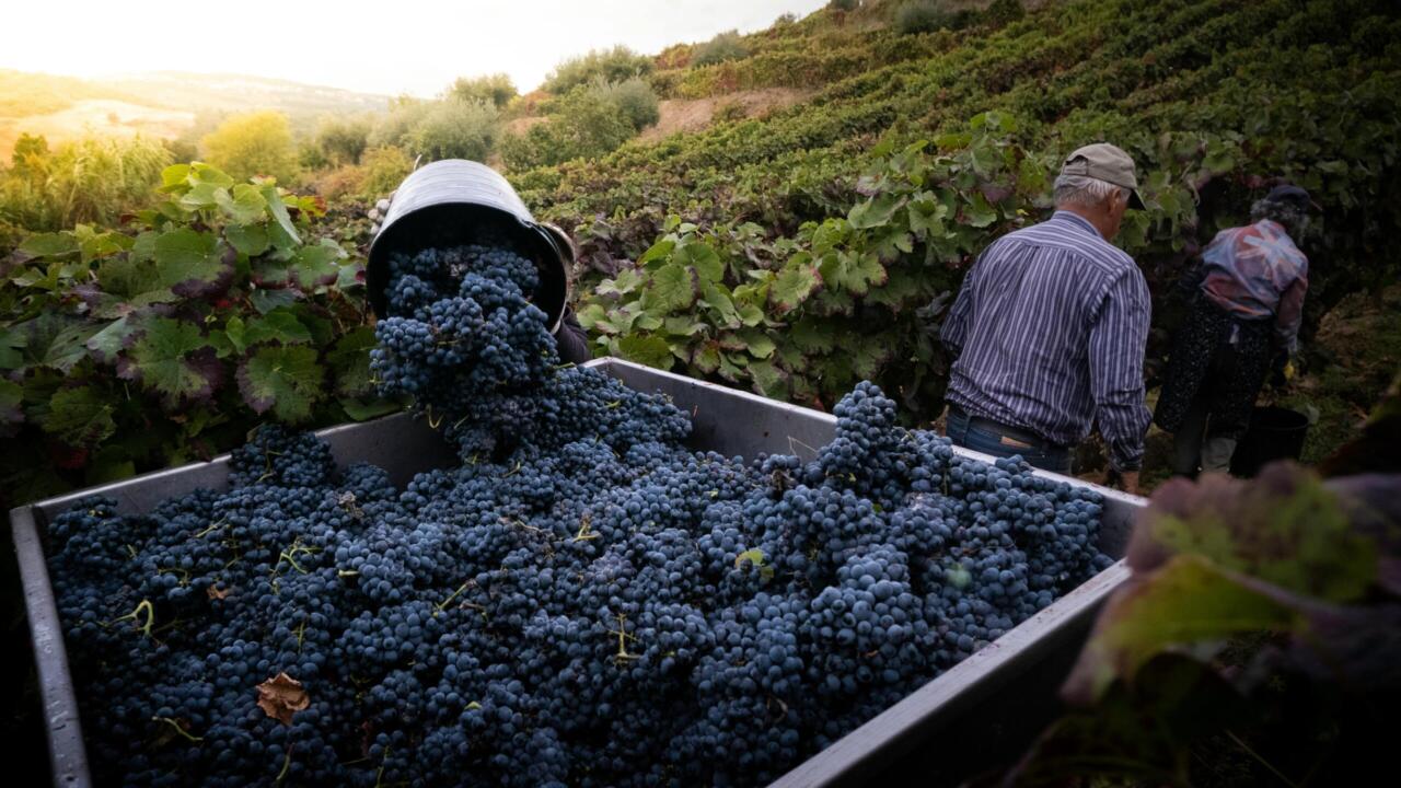 Grapes being harvested in the scenic Douro Valley, Portugal.