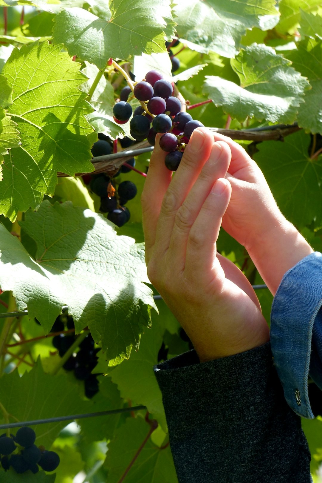 Hands in the Grapes: The Harvest Process
