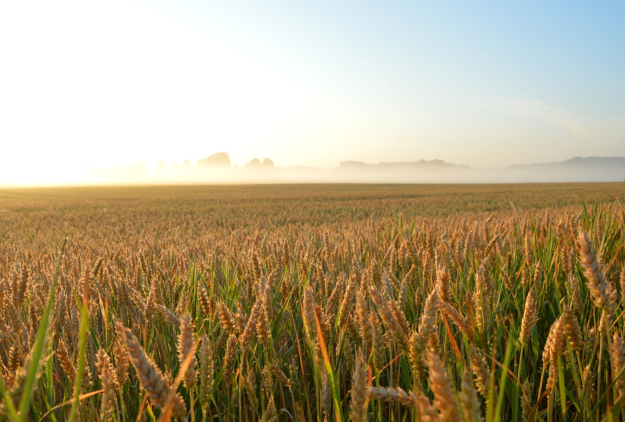 The "Hidden" Wheat Shortage: Why This Everyday Breakfast Staple Is Vanishing From US Shelves This Week