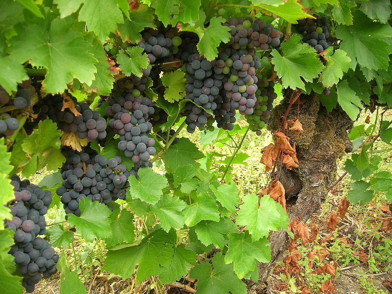 The Quintessential Douro Grape Varieties